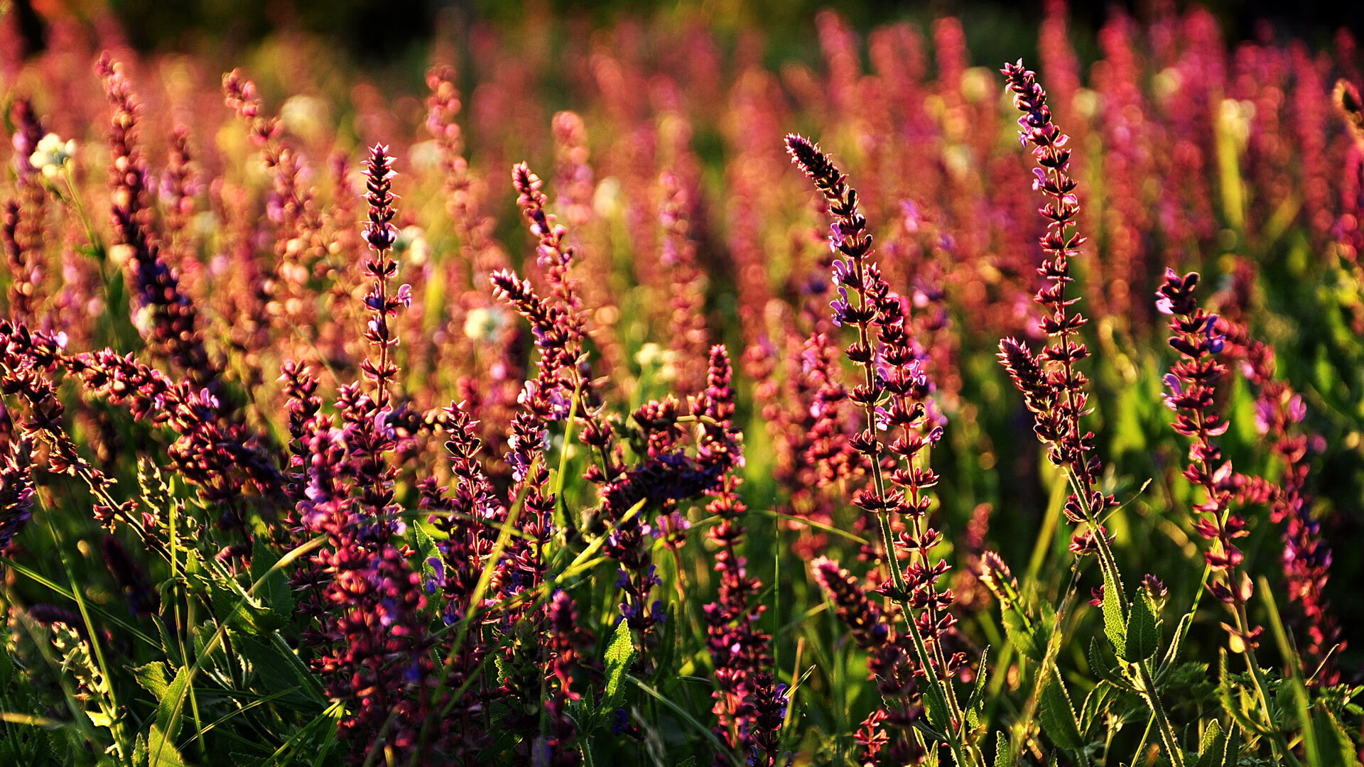 开云体育在线-广厦踏过公牛血战突围，东契奇存在感拉满的篮球周末