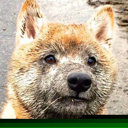 森林法则再现!哈利伯顿化身致命猎手,雷霆倒在狼群围猎之下