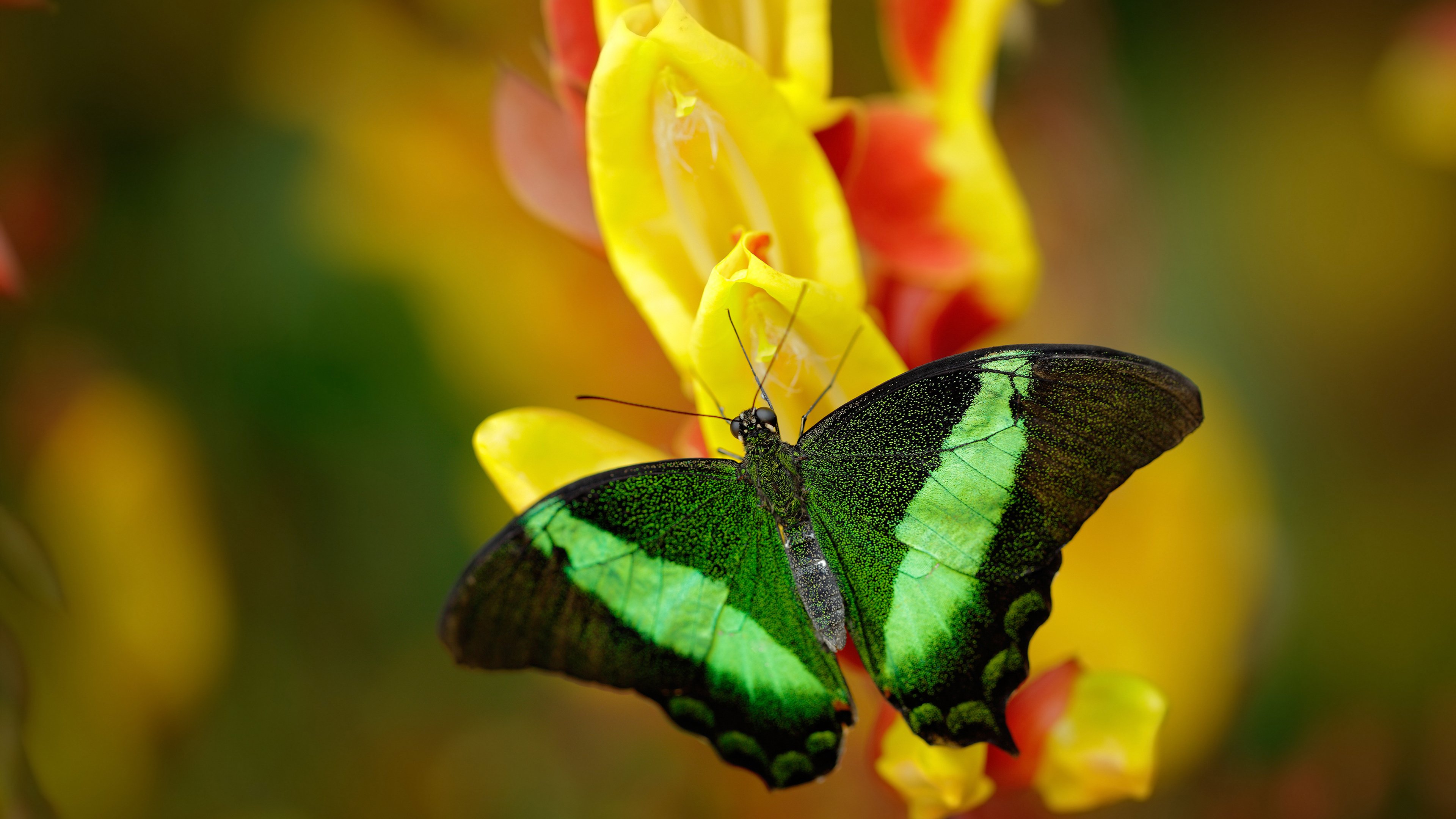 跨越地域的竞技荣耀，新疆团队之力与哈登个人英雄主义的双城记