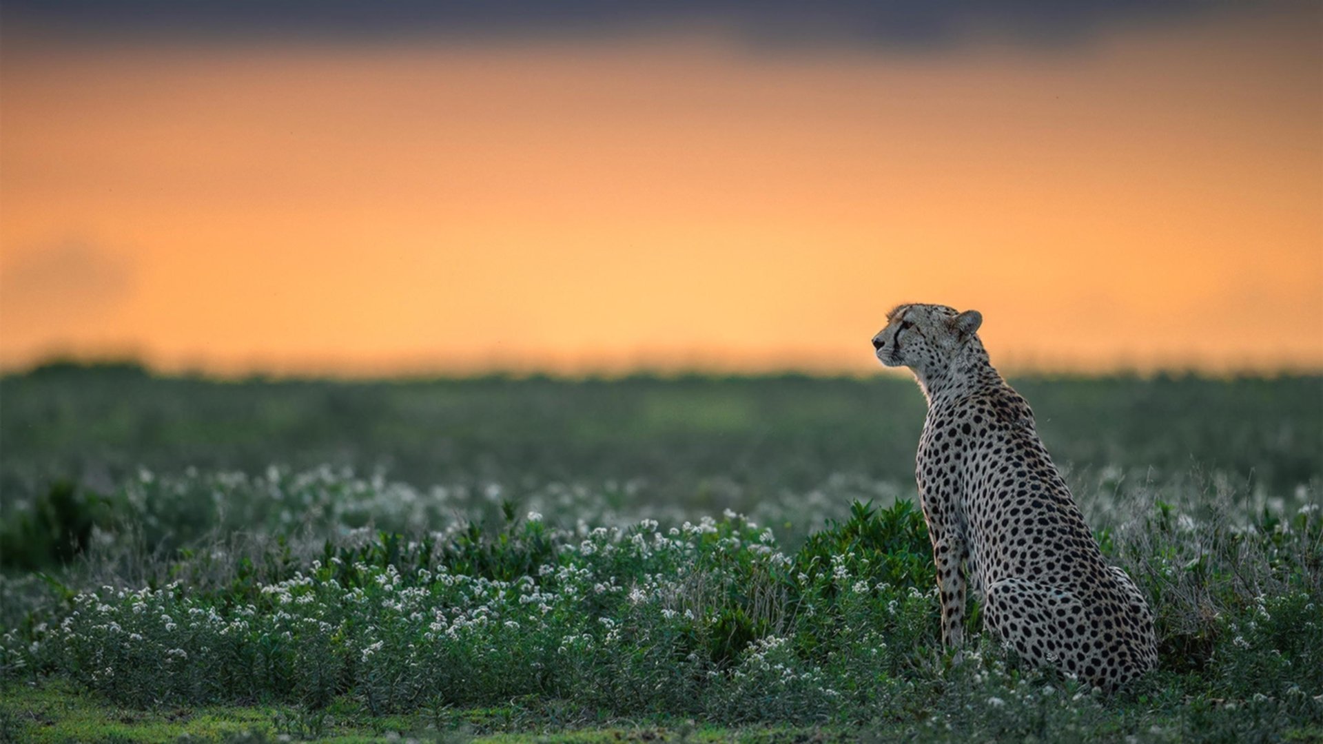 开云体育-跨界焦点，NBA总决赛的激情与苏格兰足球的突围之战