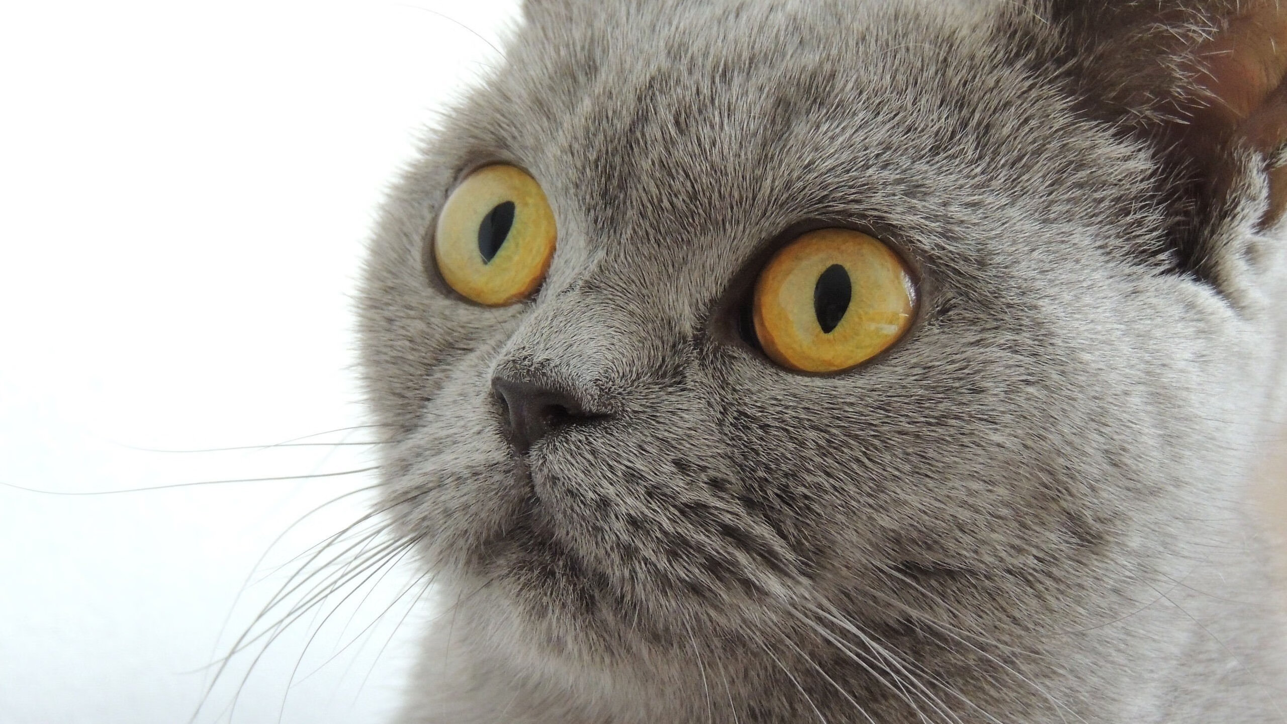 王子公园的黄昏，一个朝圣者用绝杀点燃的天空