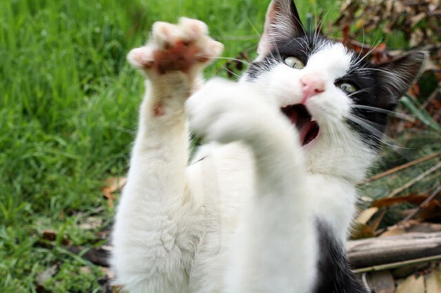 开云体育中国-曼城欧冠强势晋级西班牙，阿坎吉F1揭幕战接管比赛，体育跨界的速度与激情