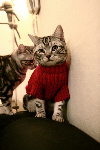 风暴眼中的主宰，深圳队战术铁幕窒息浙江，切特一锤定音诠释体系之刃