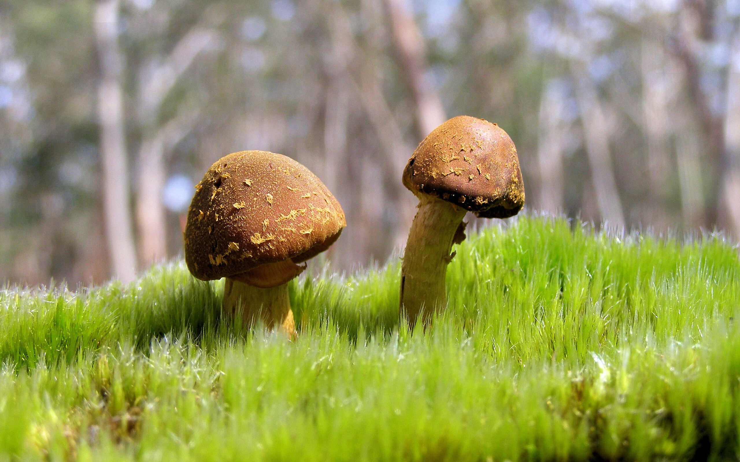 绿茵场上的极速对决，拉什福德一锤定音，谱写F1式争冠终章