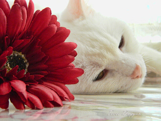 蓝桥神锋降紫百合，托尼的统治级数据如何撕碎亚平宁防线