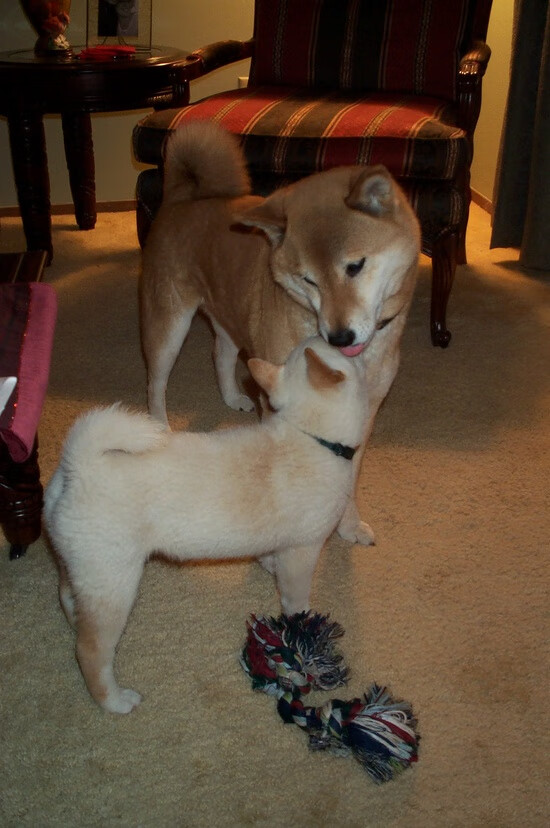 开云体育官方网站-传奇之夜，萨内独舞，葡萄牙惊天逆转加拿大