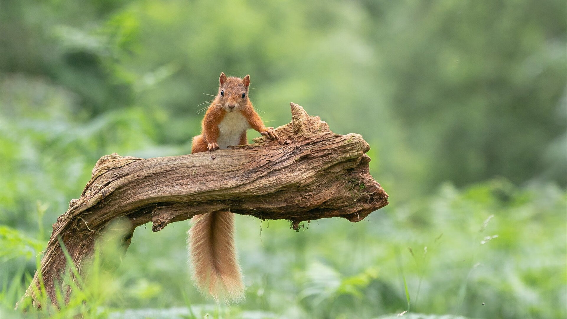 开云体育-浓眉时空连线，当火箭焰火遇上华南虎，稳定输出才是终极答案