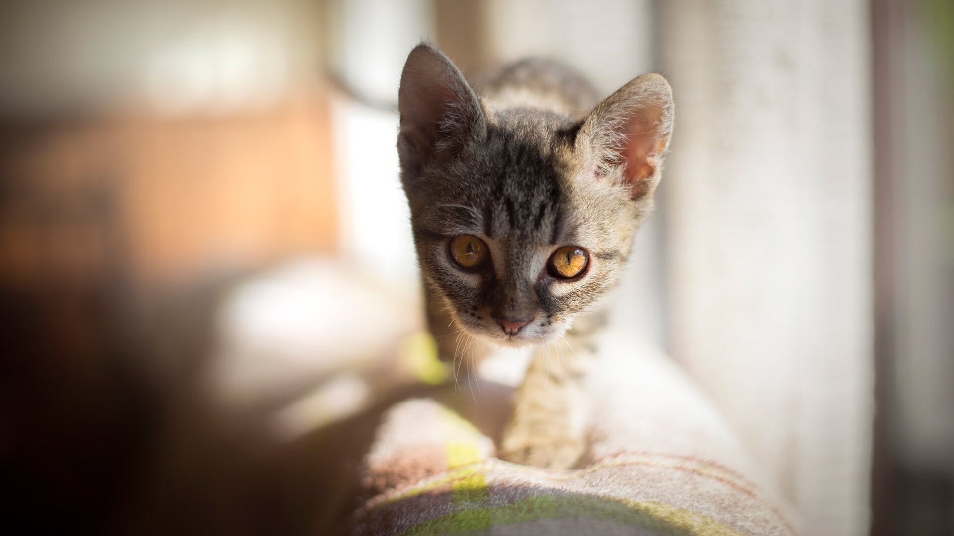 开云体育-秘鲁赤焰折戟里昂之夜，足球全球化版图上的一滴热泪