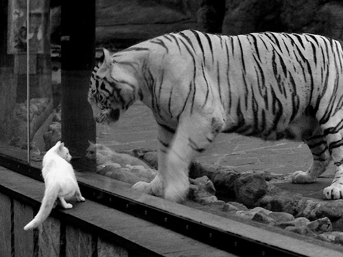 杜兰特赛后评分拉满，雷霆力克吉林队，跨越太平洋的篮球对话