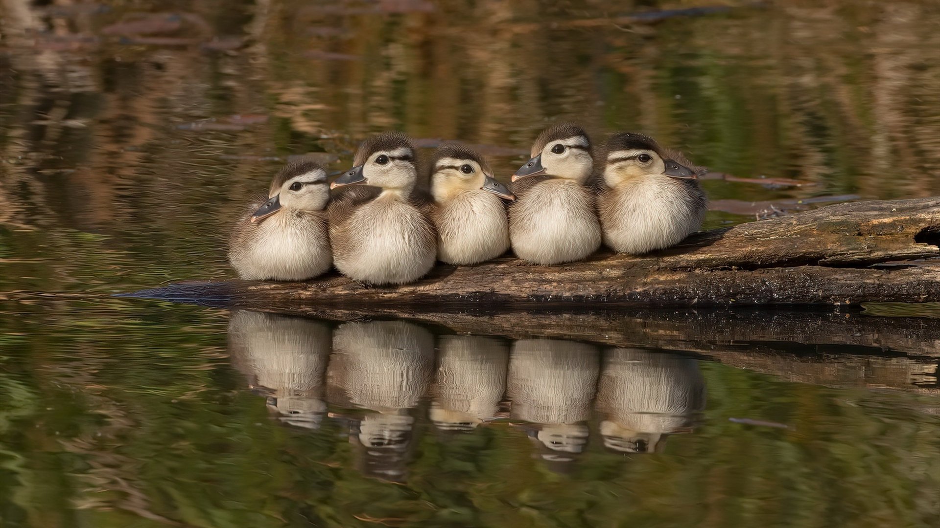 开云体育登录-冰火之争与孤胆英雄，当苏格兰的寒风席卷荷兰，巴雷拉的火焰燃尽抢七之夜