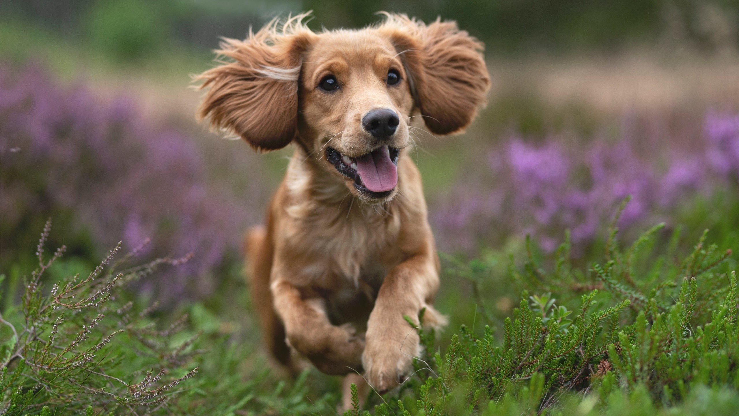 霍勒迪一剑封喉,深圳队打穿篮网赢得国际尊重